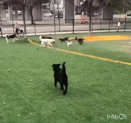 A doggo had trouble socializing with other dogs at the park. No one paid attention to him until a little doggo introduced him to the group.