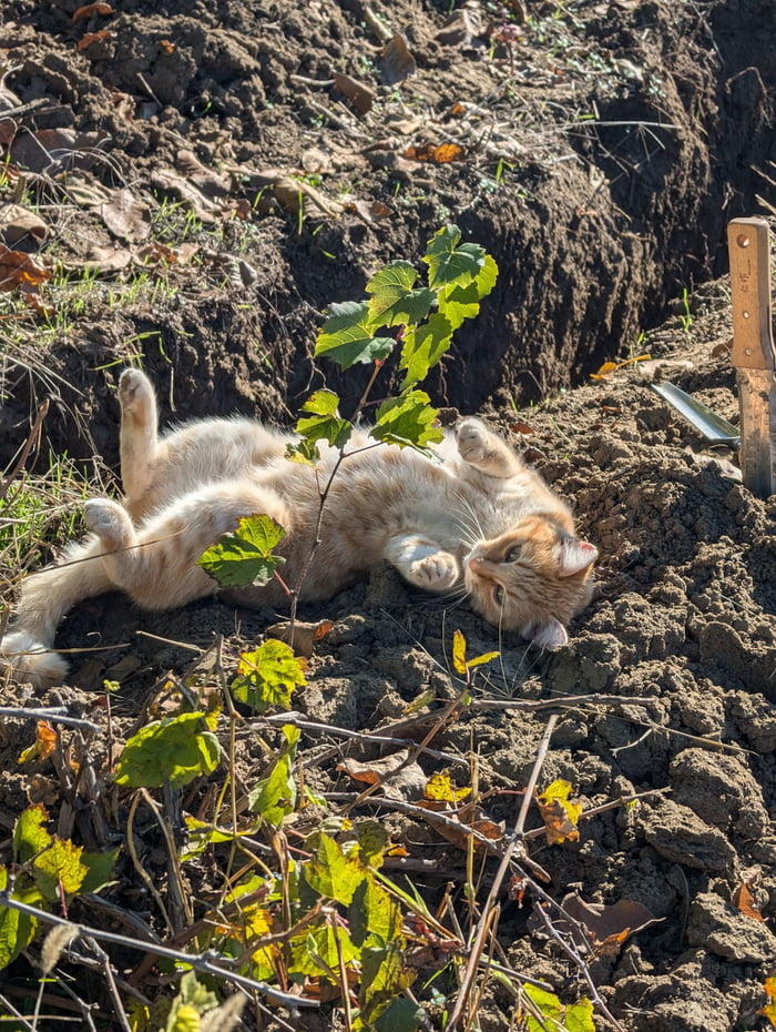 Ms Fluff is helping with the ditch digging