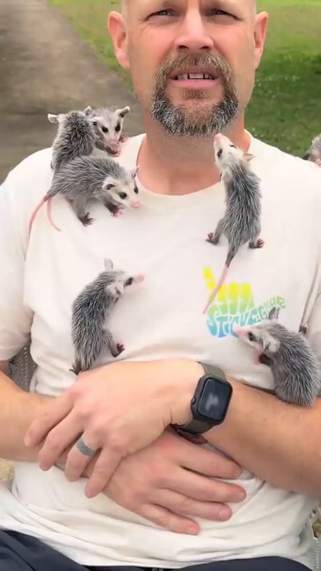The man took care of a bunch of possum cubs, which grew up, but did not stop loving him. And he affectionately calls them c
