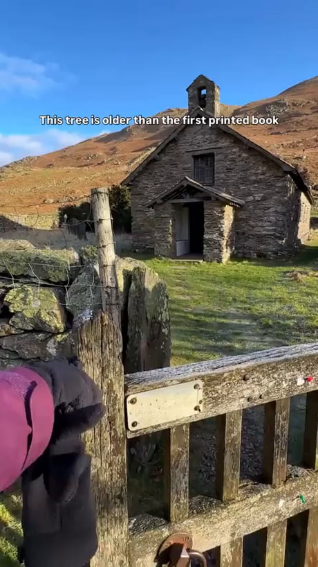 This Yew tree is older than the first printed book