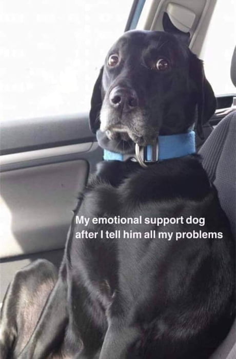 can an emotional support dog go anywhere