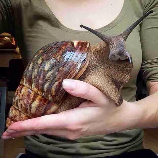The Giant African Snail