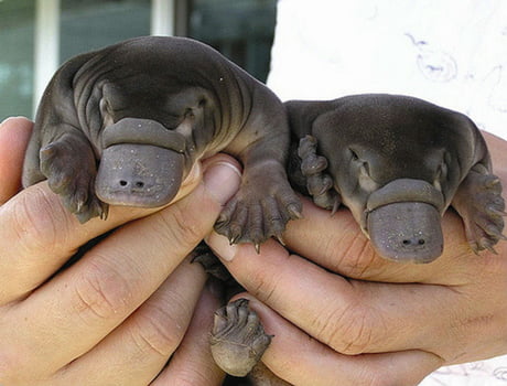 Baby platypuses; the most underrated cute animals - 9GAG
