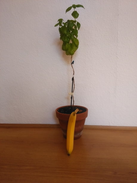 I and my green good boy are moving 3 years old basil 60 cm high