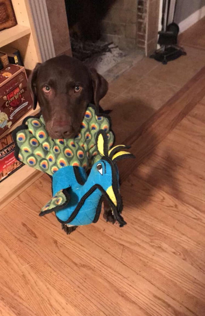 Madden just had a birthday. Here he is posing with his new favorite fren, Penny the Peacock.