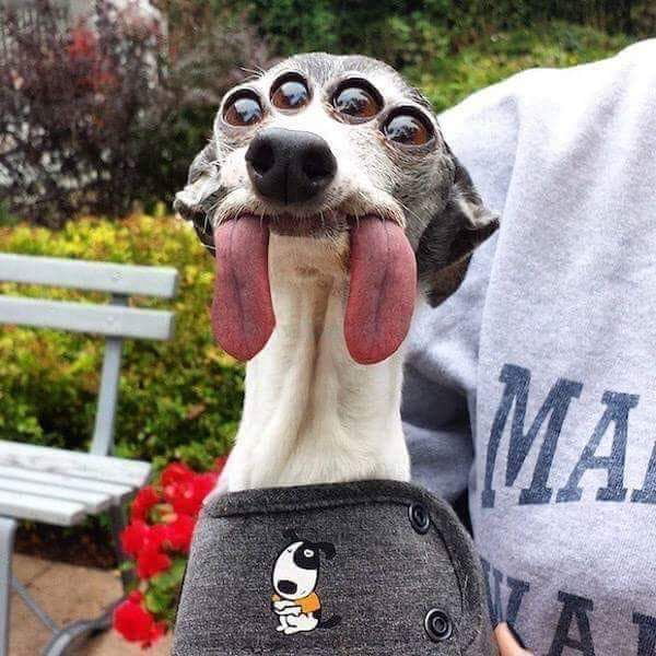Who is a good boy?