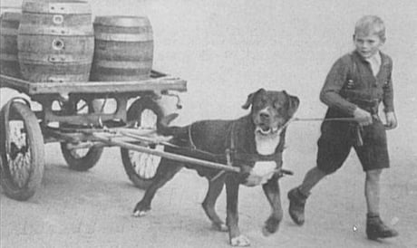 An image of an early rottweiler pulling a cart, this is what the were  initially bred to do. - 9GAG
