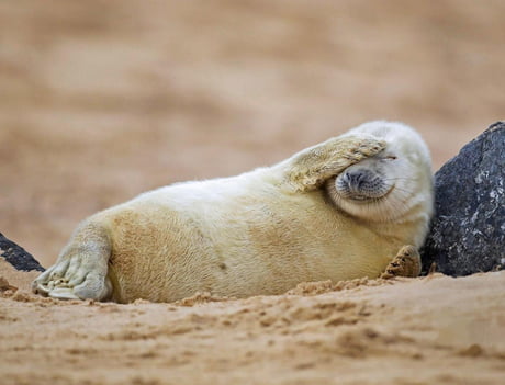 At Birth Grey Seal Pups Weigh Only Around 14 Kg Their Mother S High Fat Milk Allows Them To Quickly Bulk Up And Develop The Blubber Which Is Essential For Survival In The