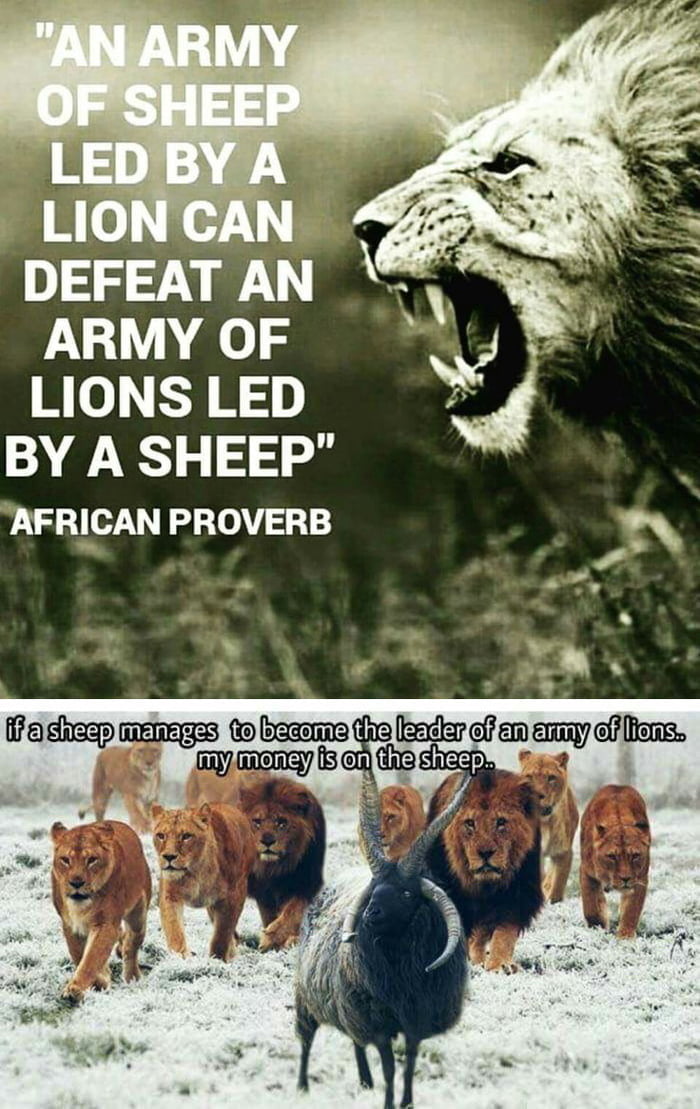 Hail the sheep