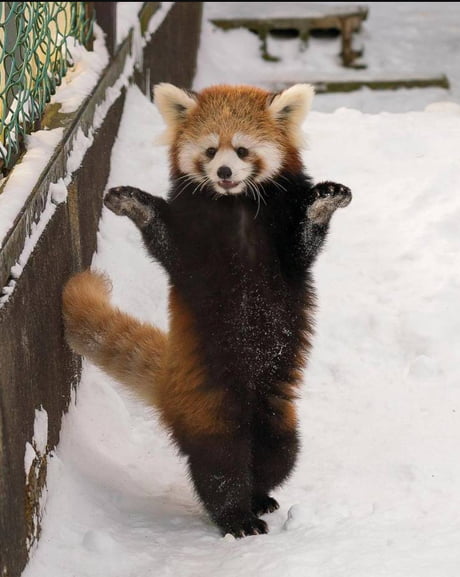 Red Panda In The Snow 9gag