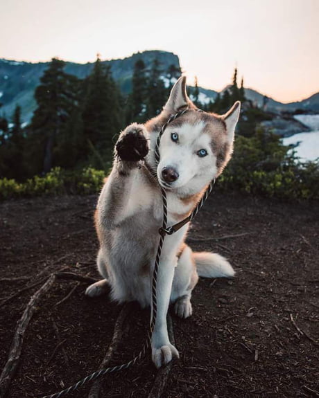 Siberian Husky - @codathewoof Canada
