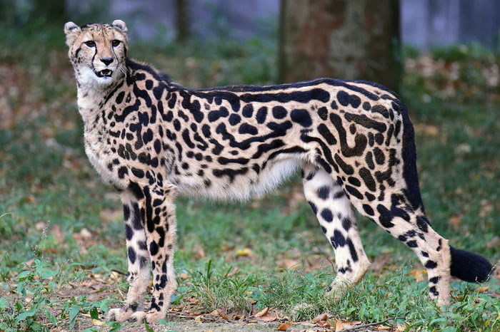 A King Cheetah - 9GAG