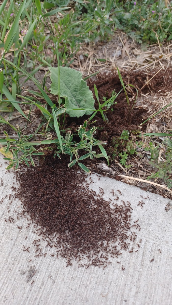 This massive pile of live ants - 9GAG