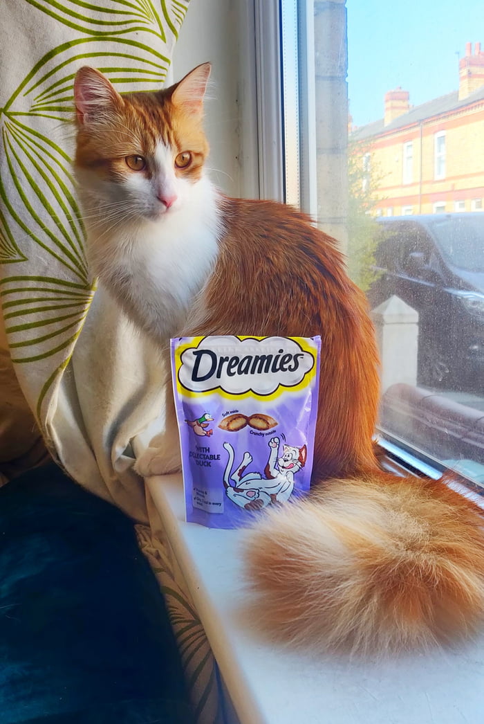 Cheebs finally got his treats. Happy Easter to you all. - 9GAG