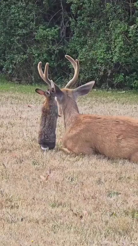 The new Bambi live action movie looks good.