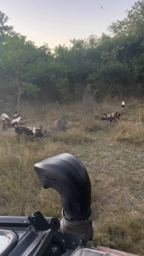 A pack of 23 wild dogs make fast work of a large warthog