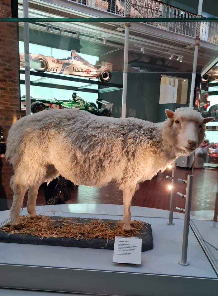 Dolly the sheep. The first mammal cloned back in 1996 in Scotland. Now resides in the national museum of scotland in Edinburgh.