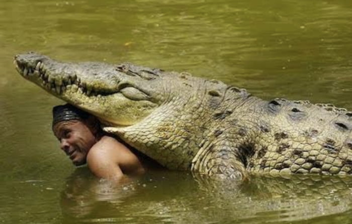 A man in Costa Rica nursed a crocodile back to health after it had been shot in the head & released the reptile back to its home. The next day, the man discovered “Pocho” had followed him home & was sleeping on his porch. For 20 yrs Pocho became part of t