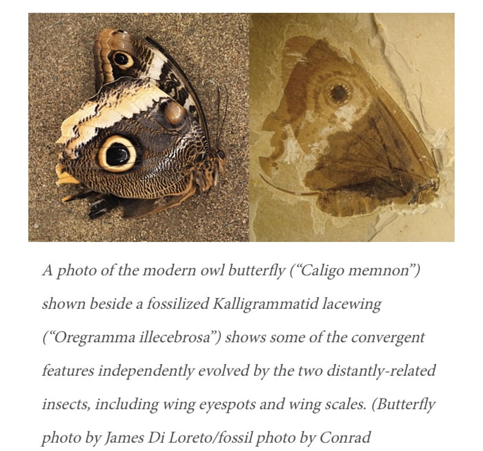 An insect fossil was found (right) looking like a modern butterfly ...