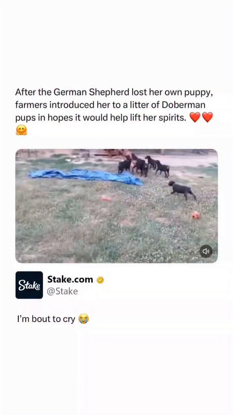 Purest thing on the internet today