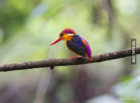 Rare Amazon Rainforest Kingfisher 9gag