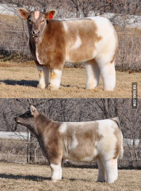 Wanna Know What A Cow Looks Like Washed And Blow Dried 9gag