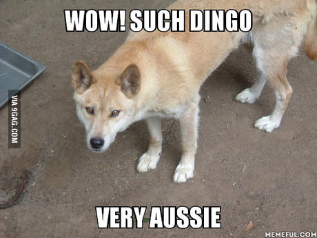 Dingo memes. Best Collection of funny Dingo pictures on iFunny Brazil