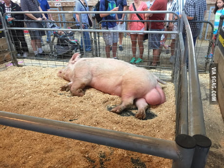 This boar at the Minnesota state fair has the biggest testicles I've ever  seen. - 9GAG