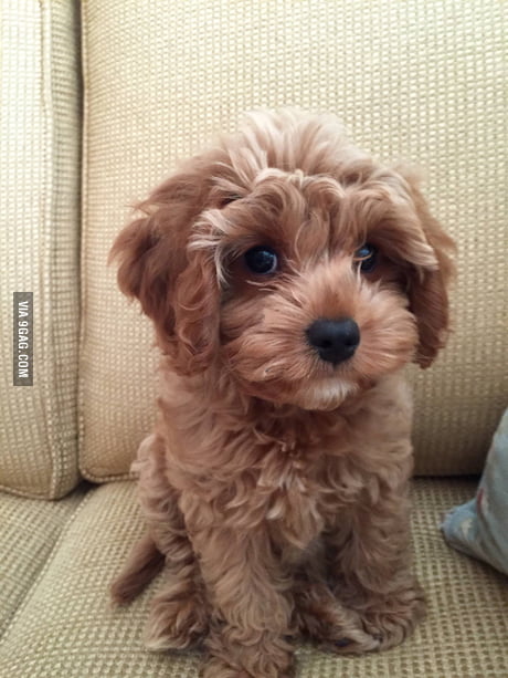Scarlett, a King Charles Cavalier and mix! 9GAG