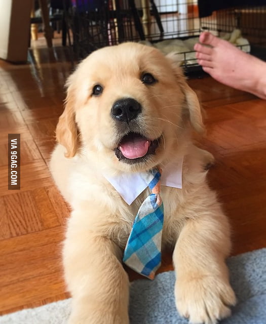 This Is Ollie He S Ready For Business 9GAG   ARVQ3bB 700b 