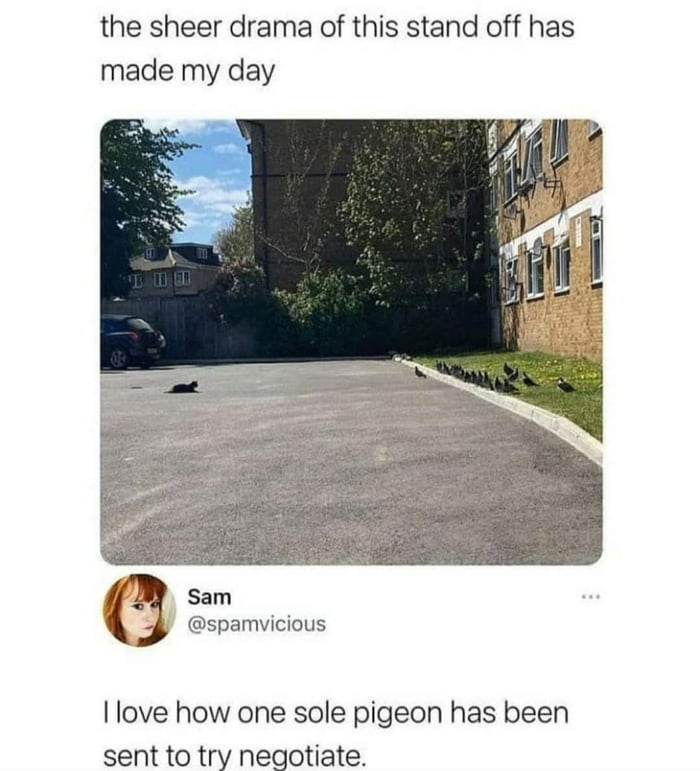Poor pigeon