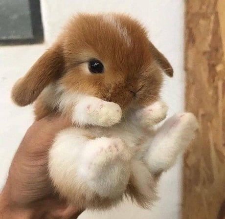 A cute baby bunny to cheer you up! - 9GAG
