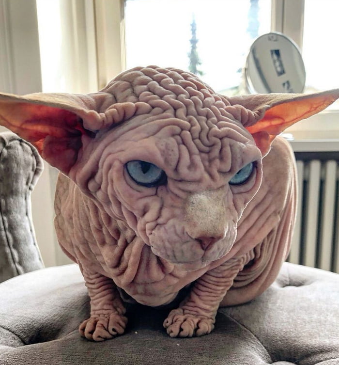 Meet Xherdan The Extra Wrinkly Sphynx Cat Gag