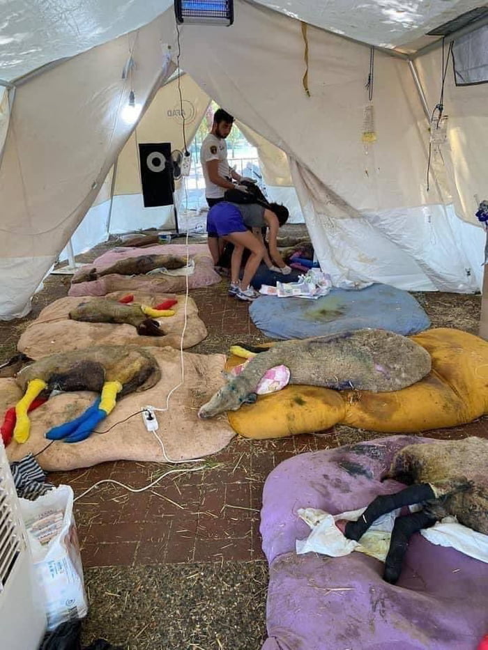A field hospital for animals injured in forest fires in Turkey