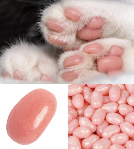 paws are made jelly beans! -