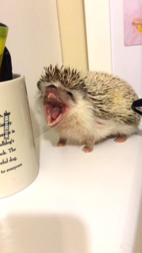 yawning hedgehog