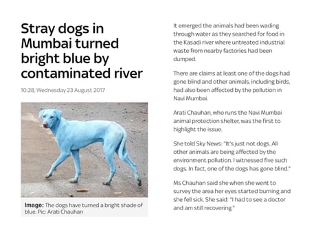 why are there blue dogs in mumbai