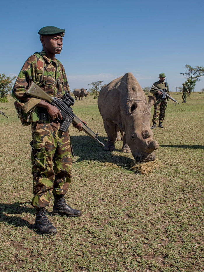 There are only two Northern White Rhinos still alive today... both of