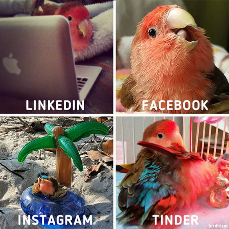 Bird Meme Lol 9gag