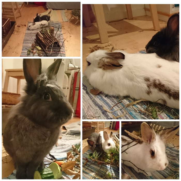 Recued this bunnys from a shelter. Now they are super happy and thankful. (and sooo fluffy)