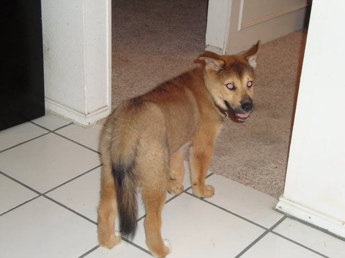 I raise all your husky/shep mixes with a husky/german rott