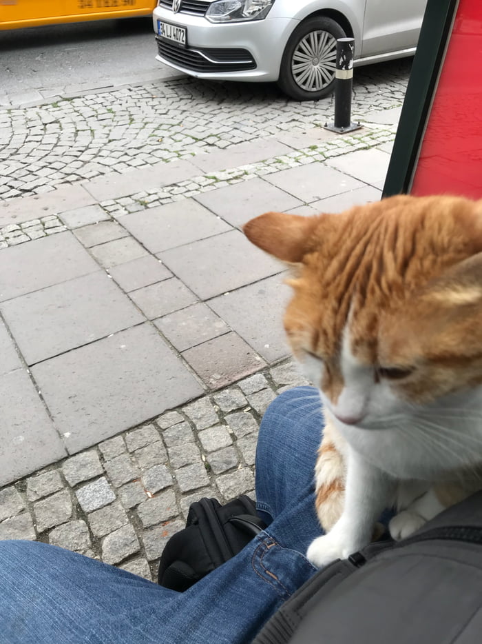 This guy just came up to me and started sitting on my lap, is this how you become a cat owner ?