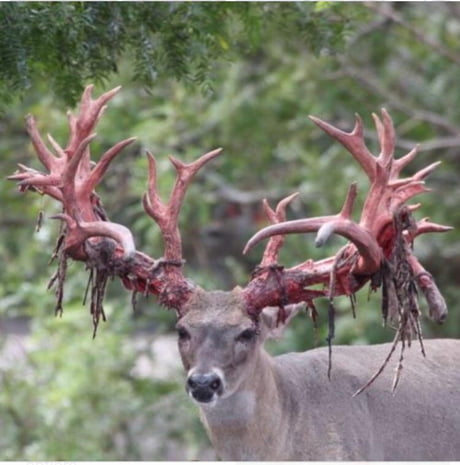 Hunting Antler Sheds - Alabama Cooperative Extension System