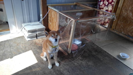 Dog's Roasted Sweet Potato Stand - Gastro Obscura