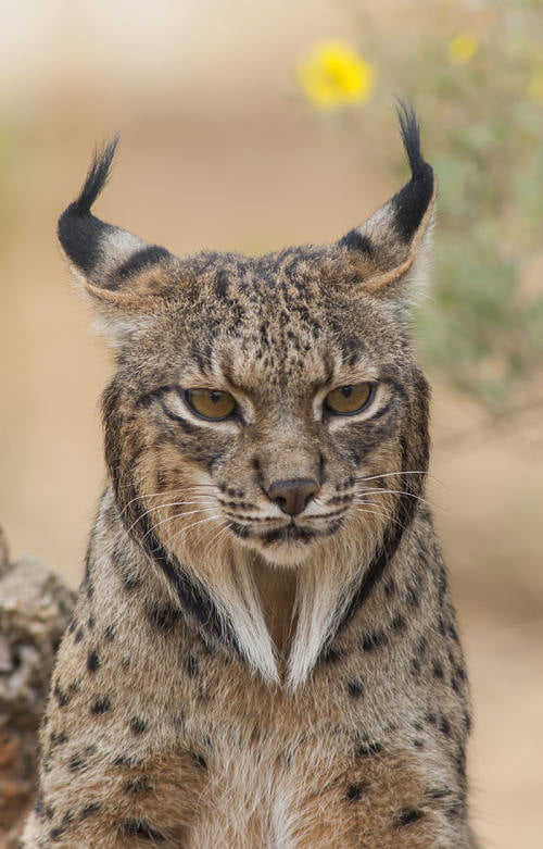 The Iberian lynx, one of the rarest cats on Earth