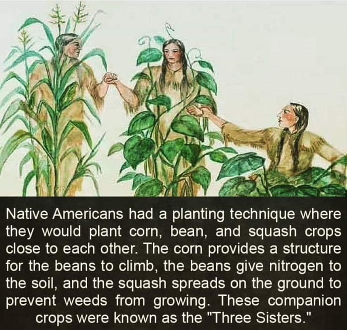 Native American method of agriculture
