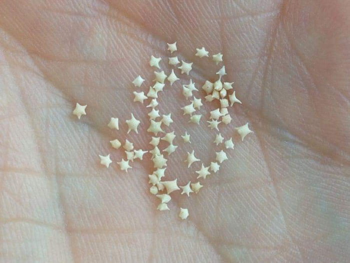 The sand in Okinawa, Japan contains thousands of tiny "stars". These "grains of sand" are actually exoskeletons of marine protozoa, which lived on the ocean floor 550 million years ago.