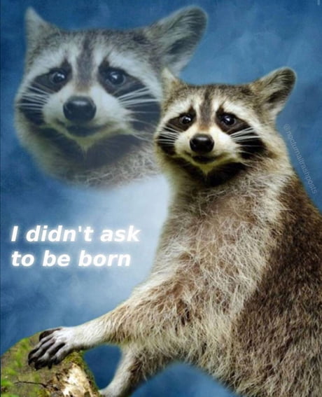 Best 30 Raccoon Fun On 9gag