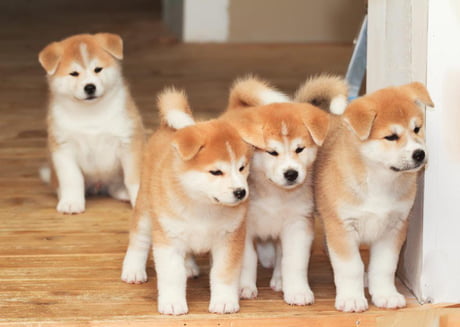 Akita Inu puppies look exactly like Shiba Inu puppies - 9GAG