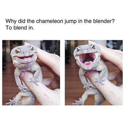 Funny lizard is funny - 9GAG